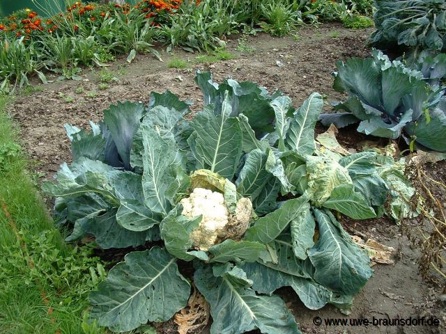 Blumenkohl Sorte Fremont F1